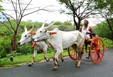 அறந்தாங்கி அருகே குதிரை, மாட்டு வண்டி பந்தயம்