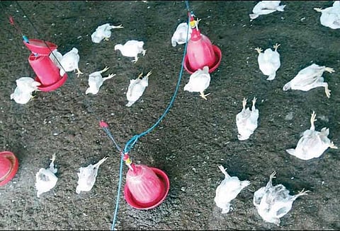 கோவில் திருவிழாவில் பட்டாசு வெடித்ததால், பண்ணையில் வளர்க்கப்பட்ட 100 கோழிகள் செத்தன