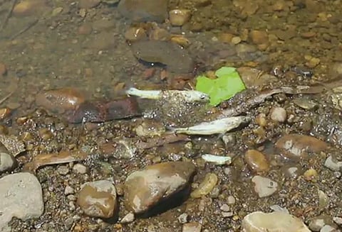 பச்சை நிறத்திற்கு மாறிய துங்கா ஆறு : மீன்கள் செத்து கரை ஒதுங்கியதால் மக்கள் அதிர்ச்சி