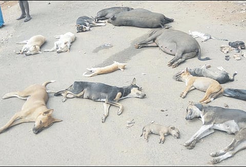 வாழப்பாடி அருகே பன்றி, நாய்களுக்கு விஷம் வைத்து கொன்ற கணவன்-மனைவி கைது