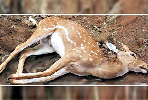 திட்டக்குடி அருகே, ஏரிக்கரையில் செத்துக்கிடந்த மான்