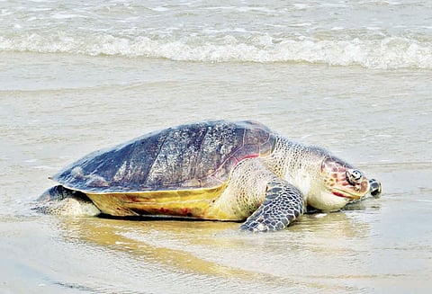 ஆழ்கடலில் இருந்து முட்டையிட வரும் ‘ஆலிவ் ரெட்லி’ ஆமைகள் இறந்து கரை ஒதுங்கும் அவலம்