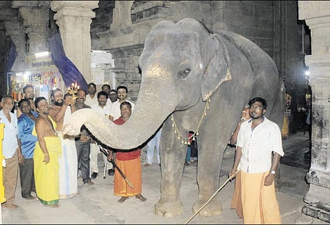 நலவாழ்வு முகாமுக்கு சென்ற நெல்லையப்பர் கோவில் ‘காந்திமதி’ யானை திரும்பி வந்தது 60 கிலோ எடை குறைந்து உற்சாகம்