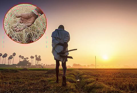 விரைவில் விவசாயிகளுக்கு பயிர் இழப்பீட்டு தொகை கலெக்டர் வீரராகவராவ் தகவல்