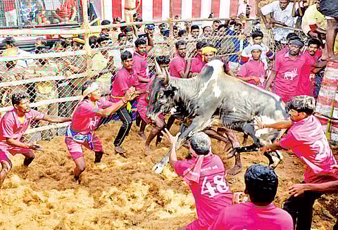 ஸ்ரீவில்லிபுத்தூர் அருகே ஜல்லிக்கட்டு காளைகளை அடக்கிய காளையர்கள்