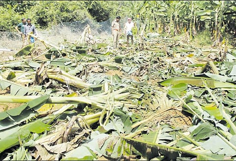 களக்காடு அருகே தோட்டத்தில் காட்டு யானை அட்டகாசம் வாழைகள் நாசம்