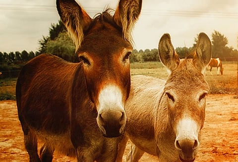 சீனாவுக்கு கழுதைகளை ஏற்றுமதி செய்யும் பாகிஸ்தான்