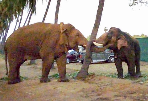 சின்னத்தம்பி யானையை கும்கியாக மாற்றும் எண்ணம் இல்லை ஐகோர்ட்டில், தமிழக அரசு தகவல்