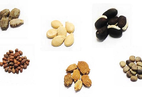 விதை விற்பனை உரிமத்துக்கு ஆன்லைனில் தான் விண்ணப்பிக்க முடியும் அதிகாரி தகவல்