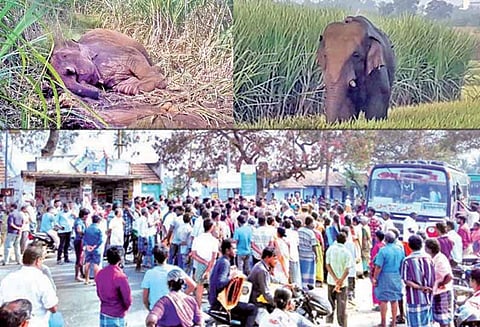 சின்னதம்பி யானையை பிடிக்க வலியுறுத்தி பொதுமக்கள் சாலை மறியல்