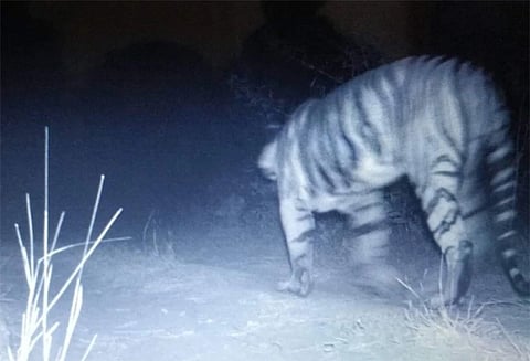 குஜராத்தில் 30 ஆண்டுகளுக்கு பின்னர் காணப்படும் புலி நடமாட்டம்