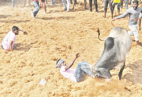 திருநல்லூரில் ஜல்லிக்கட்டு சீறிப்பாய்ந்த காளைகளுடன் மல்லுக்கட்டிய வீரர்கள்