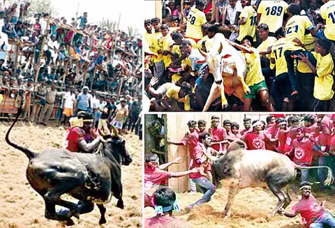 புகையிலைப்பட்டியில் ஜல்லிக்கட்டு, காளைகள் முட்டியதில் 25 பேர் காயம்