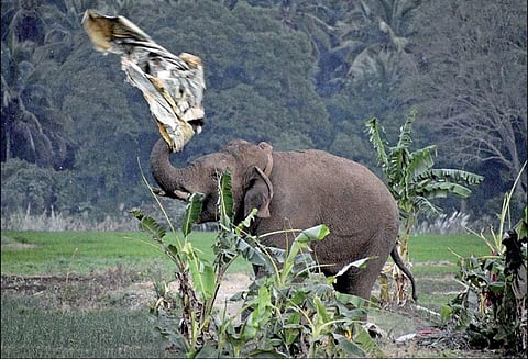 விளைநிலங்களை தொடர்ந்து சேதப்படுத்தும் சின்னதம்பி யானையை வனத்துக்குள் விரட்டக்கோரி விவசாயிகள் மறியல்