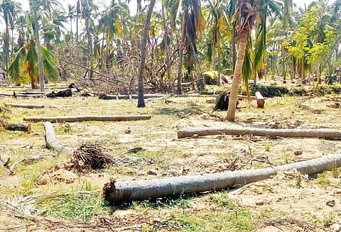 புயலில் சாய்ந்த அனைத்து தென்னை மரங்களுக்கும் விரைவில் நிவாரணம் வழங்காவிட்டால் சாலை மறியல்