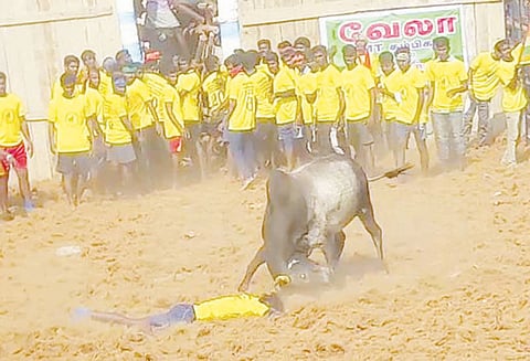 மலையடிபட்டியில் நடைபெற்ற ஜல்லிக்கட்டில் வீரர்களை புரட்டி எடுத்த காளைகள் 13 பேர் காயம்