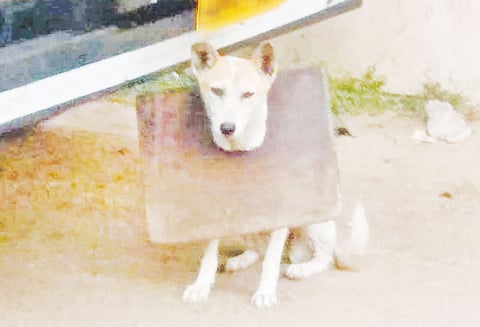 கழுத்தில் பலகை மாட்டியதால் சாப்பிட முடியாமல் தள்ளாடும் நாய் வாய் இல்லா ஜீவனுக்கு நேர்ந்த பரிதாபம்