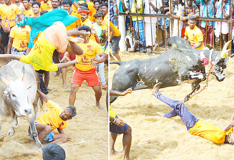 மாசிமக பெருவிழாவையொட்டி திருமானூரில் ஜல்லிக்கட்டு; காளைகளை அடக்கிய வீரர்களுக்கு பரிசு