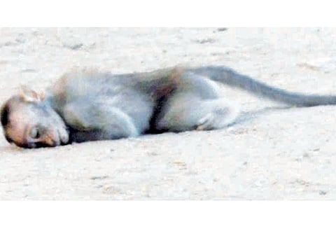 மணப்பாறை அருகே விபத்தில் பலியான குட்டியின் அருகே பாசப்போராட்டம் நடத்திய குரங்குகள்