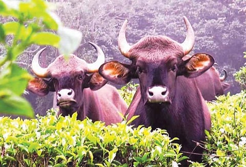 குன்னூர் அருகே விவசாய பயிர்களை சேதப்படுத்திய காட்டெருமைகள்