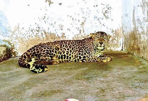 கூடலூரில் பிடிபட்ட சிறுத்தைப்புலி வண்டலூர் பூங்காவில் பராமரிப்பு