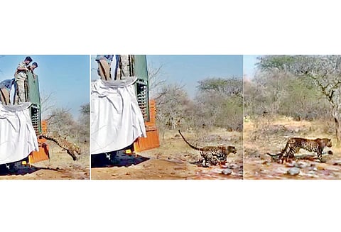 கோவை அருகே பொதுமக்களை அச்சுறுத்திய சிறுத்தை கூண்டில் சிக்கியது