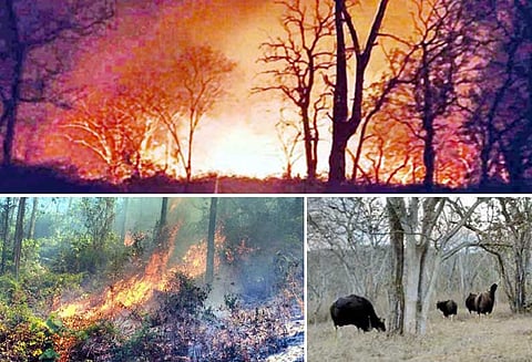 முதுமலையில் 2-வது நாளாக கொழுந்துவிட்டு எரியும் காட்டுத்தீ