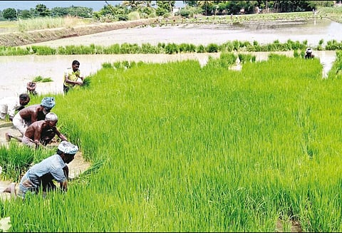 திருவள்ளூர் மாவட்டத்தில் உள்ள ஏரி, குளங்களை தூர்வார அரசு நடவடிக்கை எடுக்க வேண்டும் விவசாயிகள் கோரிக்கை