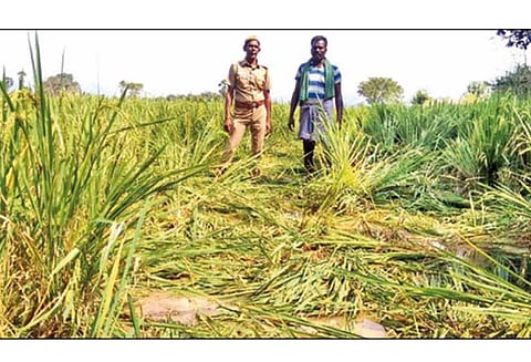 கடையம் அருகே காட்டுப்பன்றிகள் அட்டகாசம் - நெற்பயிர்கள் நாசம்