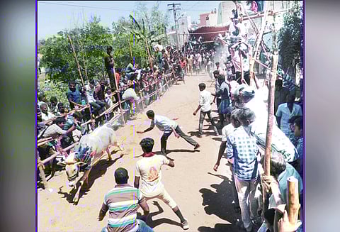 பள்ளிகொண்டாவில் காளை விடும் திருவிழா 35 பேர் காயம்