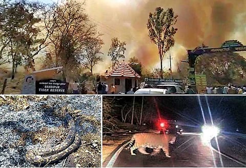 முதுமலை, பந்திப்பூர் வனப்பகுதிகளில் 3-வது நாளாக காட்டுத்தீ