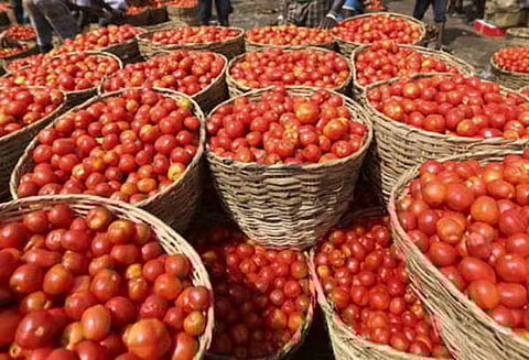 கடும் பனிப்பொழிவால் தக்காளி விளைச்சல் குறைந்தது ஈரோட்டில் ஒரு கிலோ ரூ.40-க்கு விற்பனை