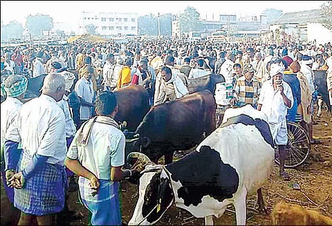 பொங்கல் பண்டிகையை முன்னிட்டு மாடுகள் விற்பனை அமோகம்
