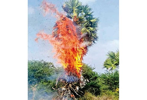 மானாமதுரை அருகே 100 நாள் வேலை திட்டத்தில் பனைமரங்கள் தீயில் எரிந்து நாசம்