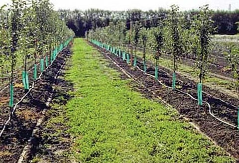 தோட்டக்கலை துறையின் மூலம் படித்த வேலையில்லா இளைஞர்களுக்கு தொழில் பயிற்சி