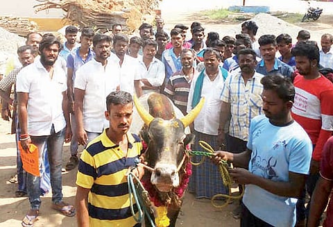 மருத்துவ சான்றுக்கான நிபந்தனையை தளர்த்த கோரி மணப்பாறையில் ஜல்லிக்கட்டு காளையுடன் உரிமையாளர்கள் ஊர்வலம்