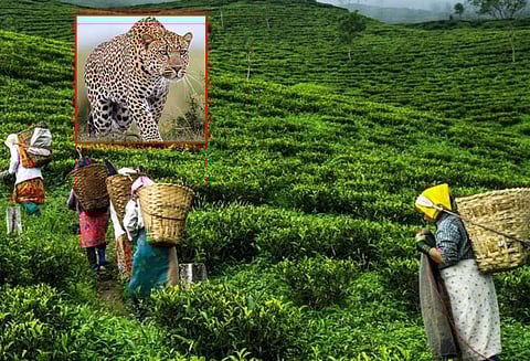 வீட்டிற்குள் புகுந்து தாயின் மடியில் இருந்த மகளை தூக்கி சென்று கடித்து கொன்ற சிறுத்தை புலி