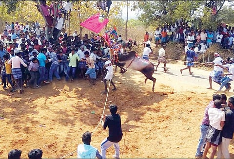 சூளகிரி அருகே 200 காளைகள் பங்கேற்ற எருது விடும் விழா - ஆயிரக்கணக்கானோர் கலந்து கொண்டனர்