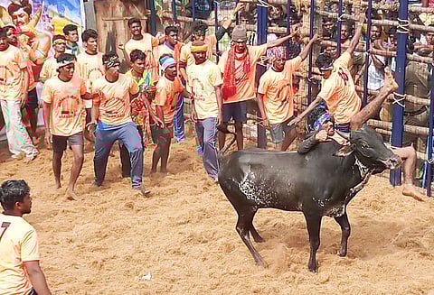 பொத்தமேட்டுப்பட்டியில் ஜல்லிக்கட்டு காளைகள் முட்டியதில் 15 பேர் காயம்