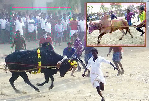 எடப்பாடி, ஓமலூர், இளம்பிள்ளை பகுதிகளில் பொங்கல் பண்டிகையையொட்டி எருதாட்டம்