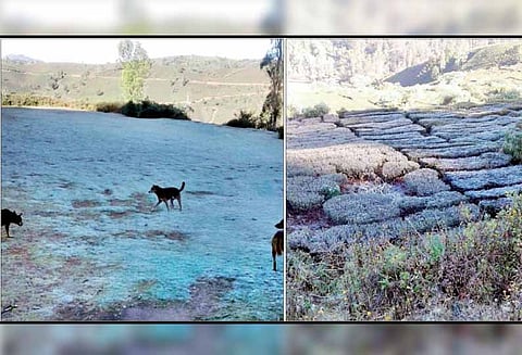 மஞ்சூர் பகுதியில் உறைபனியால் தேயிலை செடிகள் கருகின