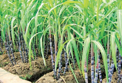 2018 டிசம்பர் 31 நிலவரப்படி கரும்பு விவசாயிகளுக்கு, சர்க்கரை ஆலைகள் ரூ.19,000 கோடி பாக்கி