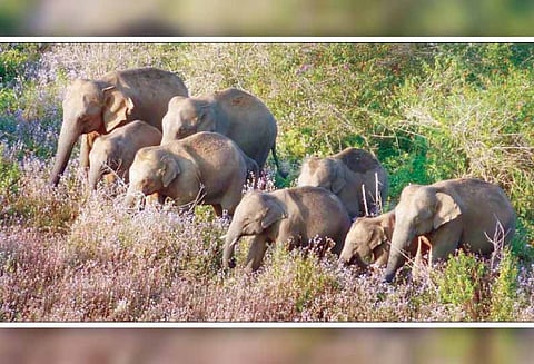 தேயிலை தோட்டங்களில் காட்டுயானைகள் முகாம் - இலைபறிக்கும் பணி பாதிப்பு