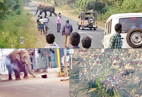 கோவையில் பிடித்து டாப்சிலிப்பில் விடப்பட்ட சின்னதம்பி யானை ஊருக்குள் புகுந்தது