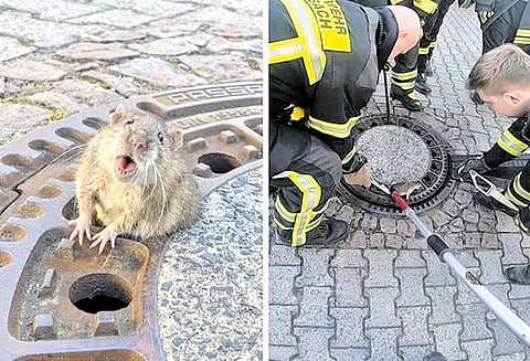 ஜெர்மனி : பாதாள சாக்கடை மூடியில் சிக்கி உயிருக்கு போராடிய எலி