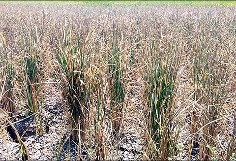 ஏரி,குளங்கள் வறண்டதால் மங்கலம்பேட்டை பகுதியில் நெற்பயிர்கள் தண்ணீர் இன்றி கருகின