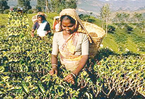 ஜனவரி மாதத்தில் 21 சதவீதம் சரிவு 1.40 கோடி கிலோ தேயிலை உற்பத்தி