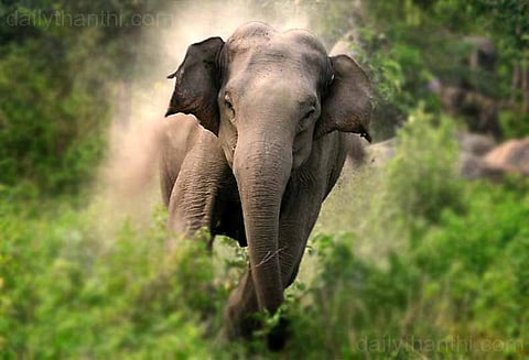 காட்டு யானை தாக்கி முதியவர் பலி