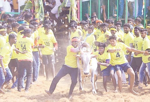 இடையாத்தூரில் நடந்த ஜல்லிக்கட்டில் 19 பேர் காயம்; பார்வையாளர் மயங்கி விழுந்து சாவு