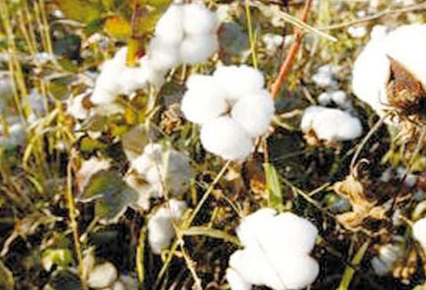 நடப்பு சந்தை பருவத்தில் பருத்தி உற்பத்தி 11 சதவீதம் சரிந்து 3.28 கோடி பொதிகளாக குறையும் - இந்திய பருத்தி சங்கம் மதிப்பீடு